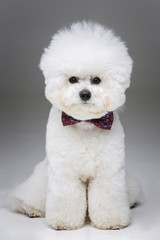 beautiful bichon frisee dog