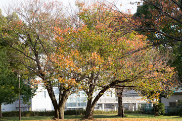 Autumn leaves of Sarue Park in Koto Ward, Tokyo, Japan / Opened in 1932 and old, it was known to surrounding residents as precious