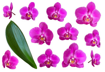 purple orchid flower and leaf isolated on white background.