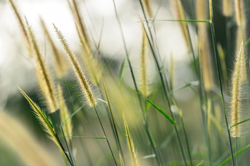 Field of grass in soft focus