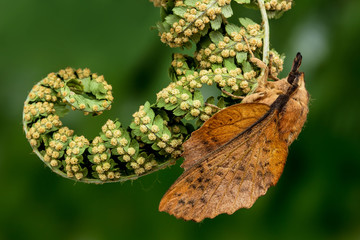The Poplar Lappet (Gastropacha populifolia)