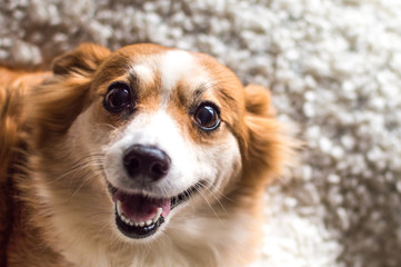 portrait of a cheerful dog close up
