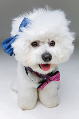 beautiful bichon frisee dog in bowties