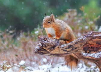 Fototapeta premium Red squirrel in Winter