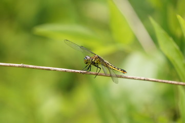 ハラビロトンボ