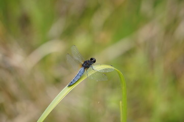 ハラビロトンボ