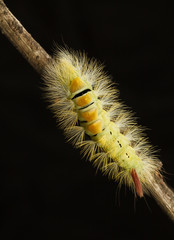 Macro of yellow hairy caterpillar