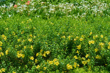 Tropical vegetation.