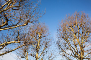 Leafless Winter Tree Against a Blue Sky on the South Bank of The River Thames