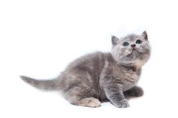 Little british kitten isolated on white background