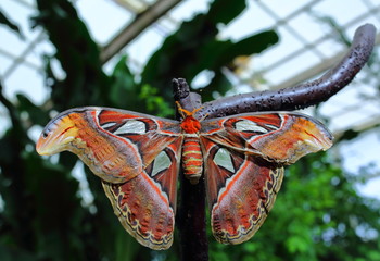 mariposa 8