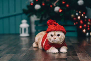 Obraz premium Śliczny imbirowy kot w czerwonym boże narodzenie pulowerze i trykotowym kapeluszu, bożego narodzenia tło. Pocztówka świąteczna.