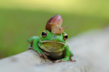 
frog with snails