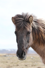 Hellbraunes Islandpony Portrait