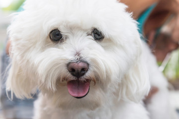 Close up view of the head of the white Bolognese dog