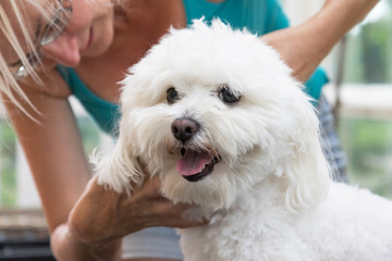 Closeup view of the smiling white Bolognese dog shearing by the blond woman groomer. Horizontally. 
