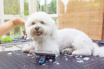Cute white Bolognese dog is groomed in the sun light.