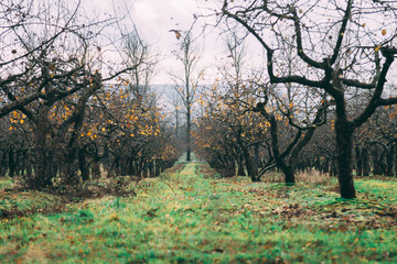 a large garden of apple trees without leaves and people in the fall. fallen apples on the ground.