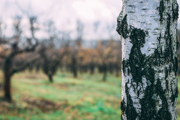 Fototapeta premium Close-up image of Birch with defocused view of the apple garden in autumn