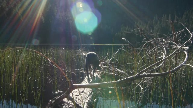 Boston Terrier Dog Living Free Exploring Fallen Tree in Lake