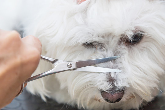 Closeup view of the grooming the nose of a white dog