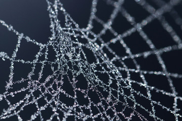 Ice crystals on frozen spider web