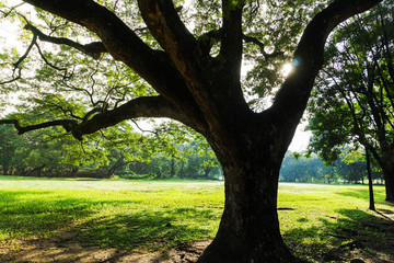 Beautiful green public park in city, Thailand.