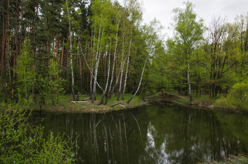 Forest pond