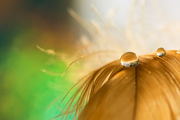 Drop water dew on the fluffy feather closeup with beautiful bokeh on green background. Romantic tender art image