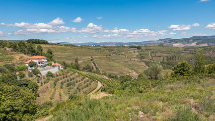 Fototapeta na wymiar Vallée du Douro vignes vignoble Porto Portugal