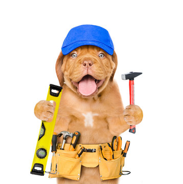 Handyman dog worker in blue hat with tool belt,  spirit level and hammer. Isolated on white background