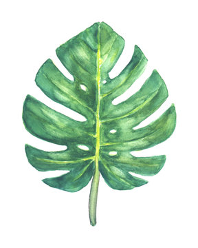 Green tropical Monstera leaf