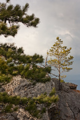Fototapeta na wymiar Mountain view with the pine trees