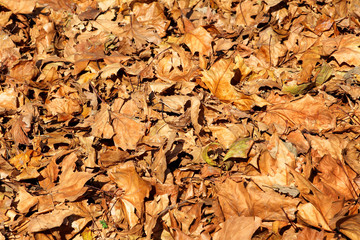 Colorful and brown autumn leaves, texture, material and background. Leaves the leaves from the trees, close up. Fall season, seasons, September, October, November, December. Leaves in autumn season.