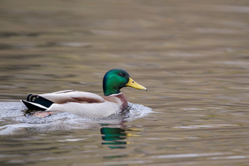 Stockente (Anas platyrhynchos) schwimmt im See im Naturschutzgebiet Mönchbruch bei Frankfurt, Deutschland.