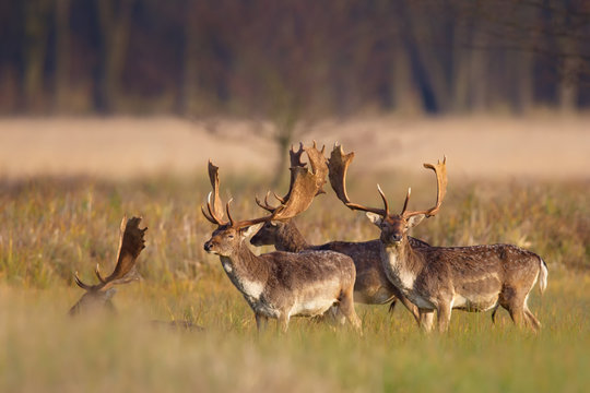 Eine Gruppe Damhirsche (Dama dama) auf einer Wiese im Naturschutzgebiet M&ouml;nchbruch bei Frankfurt, Deutschland.