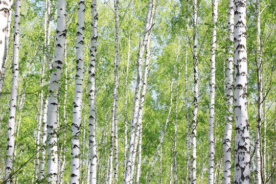 Birch grove in summer with beautiful white trunks of birches and green foliage