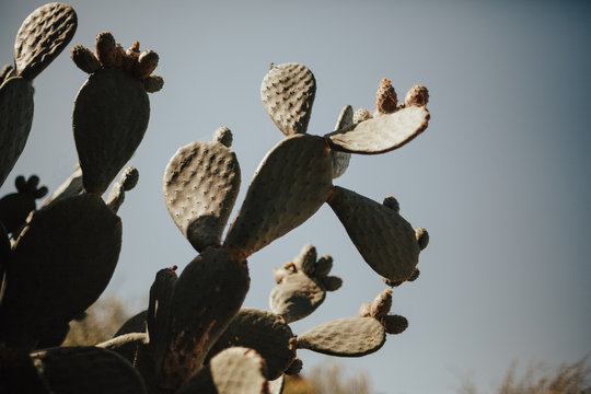Portrait in front of cactus