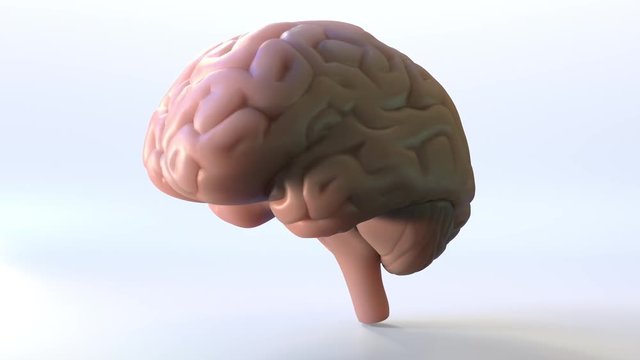 Rotating human brain loopable animation