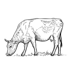 Hand drawn cow illustration on white background.Design elements for logo, label, emblem, sign. Vector illustration