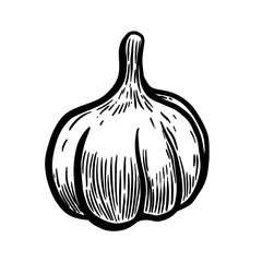 Hand drawn garlic illustration. Design elements for poster, menu, banner, menu. Vector illustration