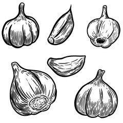 Set of hand drawn garlic illustrations. Design elements for poster, banner, menu. Vector illustration