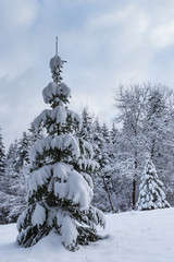 Sapin sous la neige