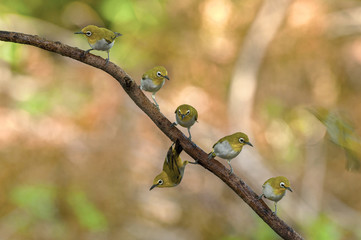 Oriental White-eye Bird of Thailand