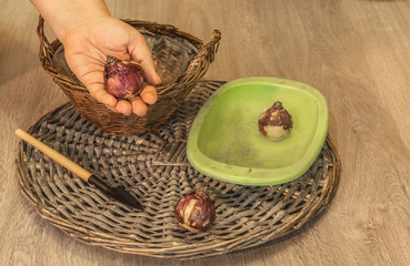 Female hand puts hyacinth bulbs in the basket for forced flowering