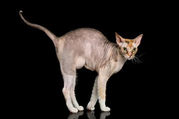 Pink Sphynx Catt Standing with curve tail Isolated on Black Background, side view