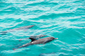 Obraz premium Delphine 2017 5