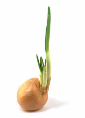 Zwiebelkeime, Speisezwiebel, Austrieb