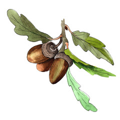 Forest acorn in a hand drawn watercolor style isolated. Aquarelle acorn for background, texture, wrapper pattern, frame or border. © yanushkov