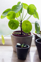 Pilea family. Pilea peperomioides, money plants. Home interior. Windowsill.